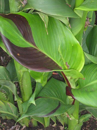 Canna 'Cleopatra' 