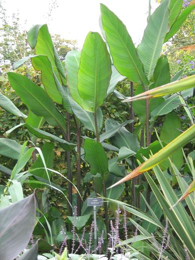 Canna 'Musifolia' 