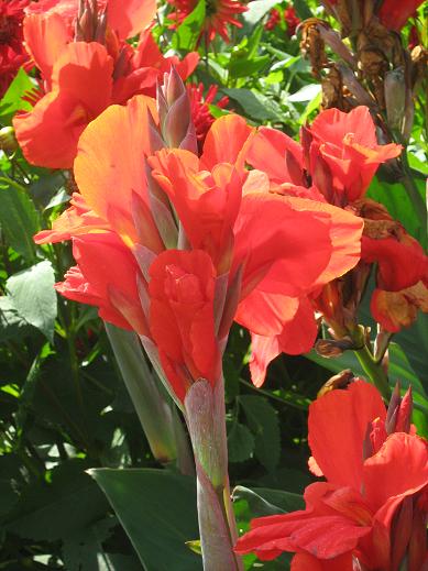 Canna 'Oiseau de Feu' 