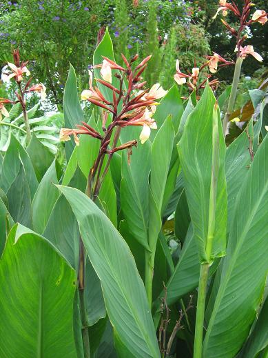 Canna 'Panache' 