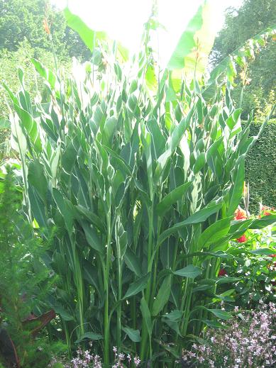 Canna 'Stuttgart' 