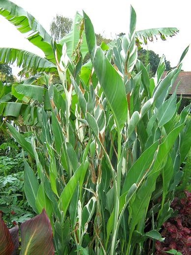 Canna 'Stuttgart' 