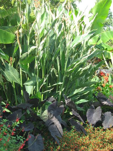 Canna 'Stuttgart' 