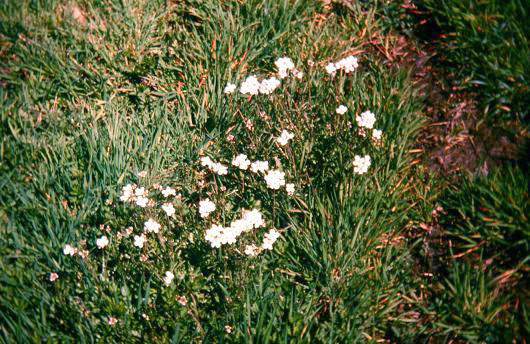 Cardamine pratensis 