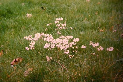 Cardamine pratensis 