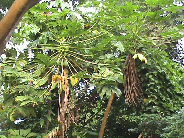 Carica papaya 