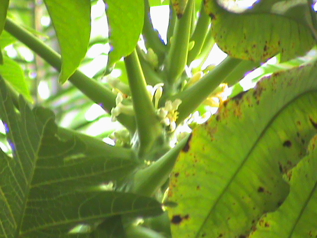 Carica papaya 