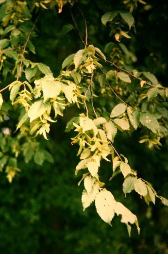 Carpinus betulus 