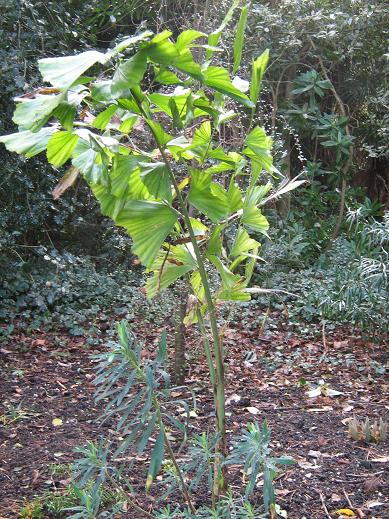 Caryota 