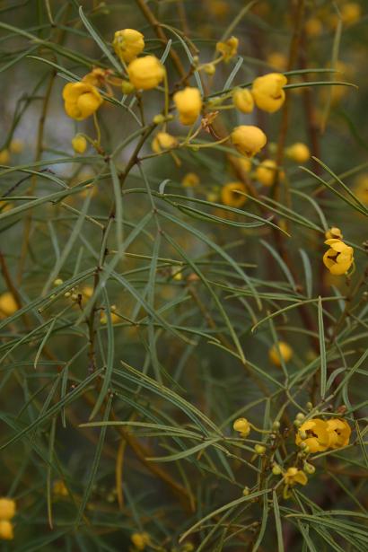 Cassia artemesioides 