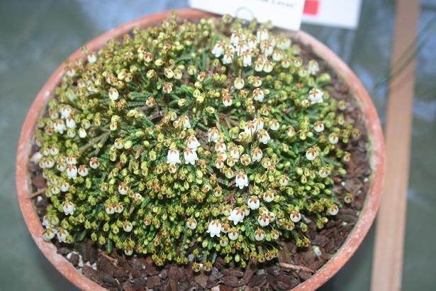 Cassiope lycopodoides 'Jim Lever' 