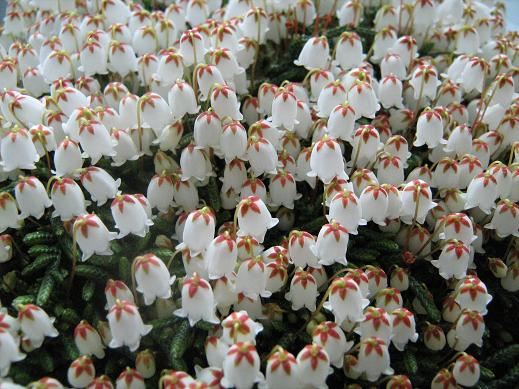 Cassiope lycopodoides 'Jim Lever' 