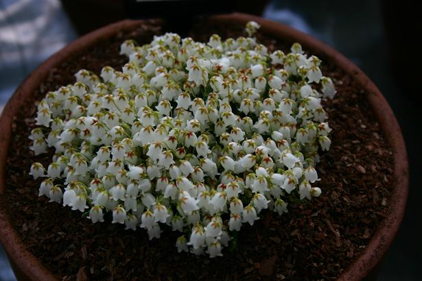Cassiope lycopodoides 'Jim Lever' 