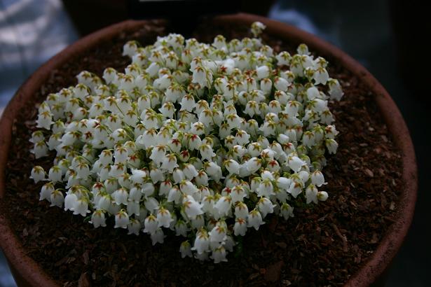 Cassiope lycopodoides 'Jim Lever' 