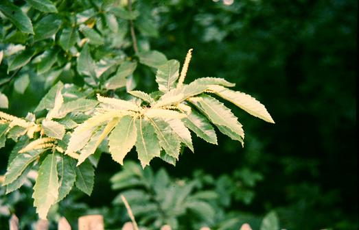 Castanea sativa 