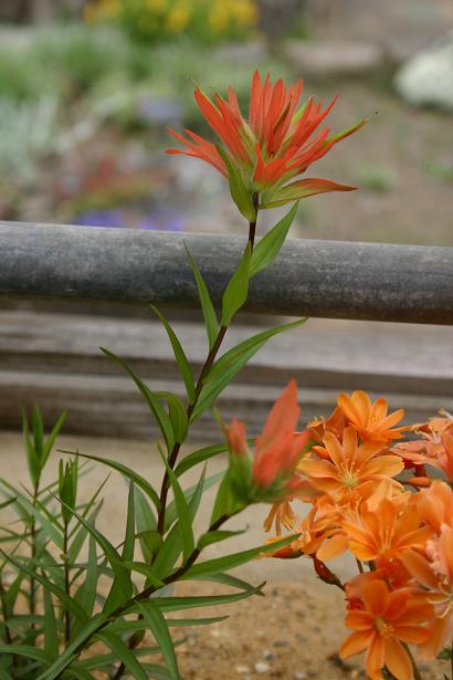 Castilleja miniata 