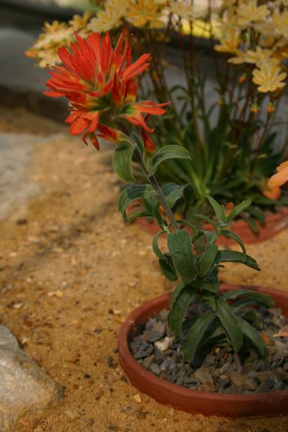 Castilleja pruinosa 