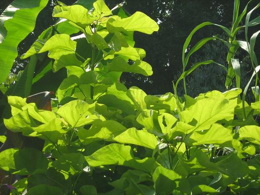 Catalpa bignoniodes 'Aurea' 