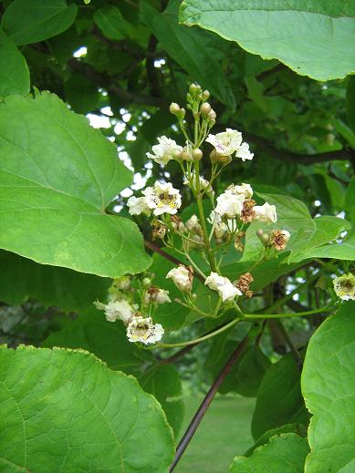 Catalpa bungei 