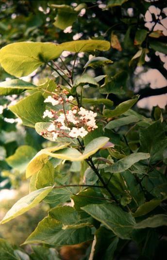 Catalpa x erubescens 'Purpurea' 