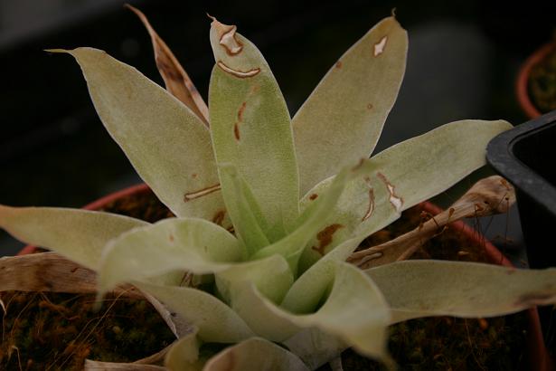 Catopsis berteroniana 