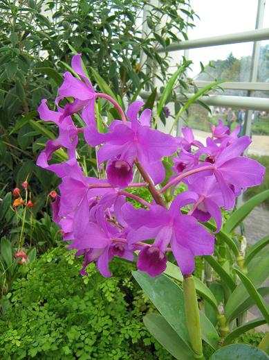 Cattleya bowringiana 