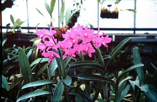 Cattleya bowringiana 