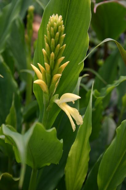 Cautleya cathcartii 