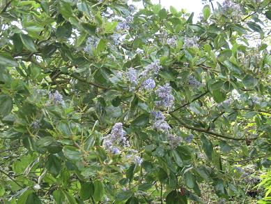 Ceanothus arboreus Trewithen Blue 