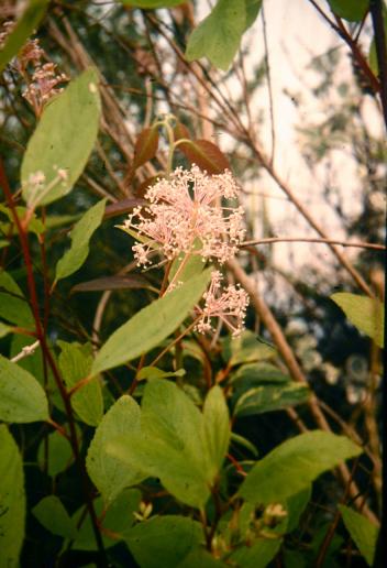 Ceanothus 'Perle Rose' 