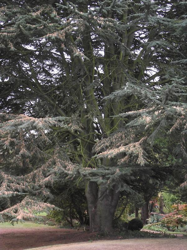 Cedrus atlantica 