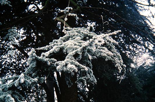 Cedrus atlantica 