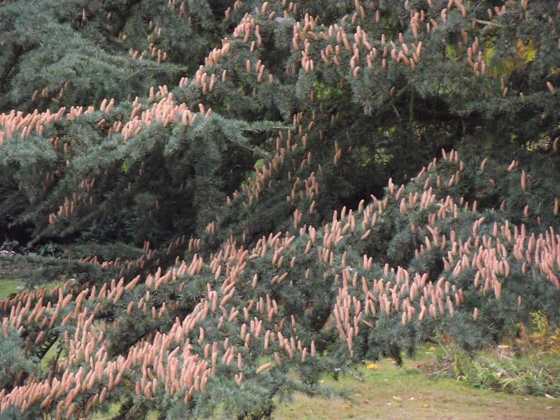 Cedrus atlantica 