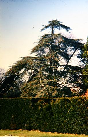 Cedrus atlantica 'Glauca' 