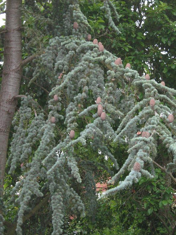 Cedrus atlantica 'Glauca' 