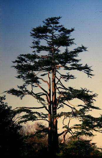 Cedrus deodara 