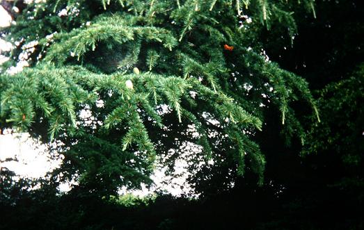 Cedrus deodara 