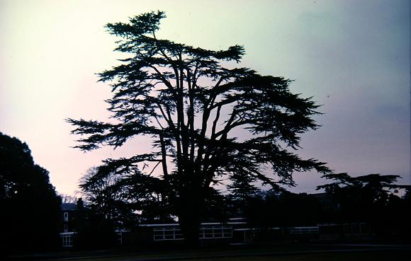 Cedrus libani 