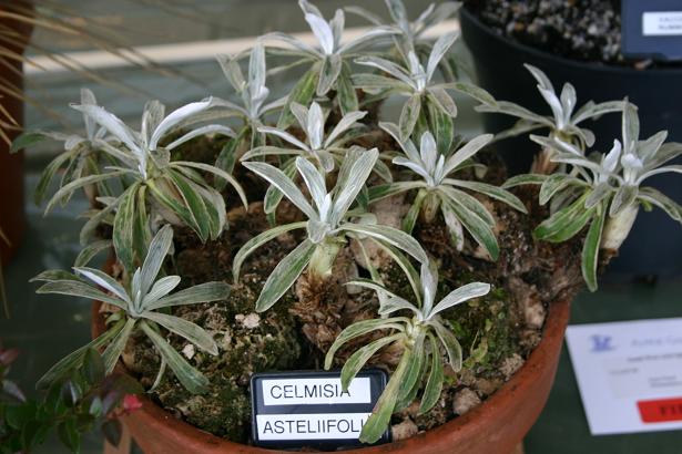 Celmisia asteliifolia 