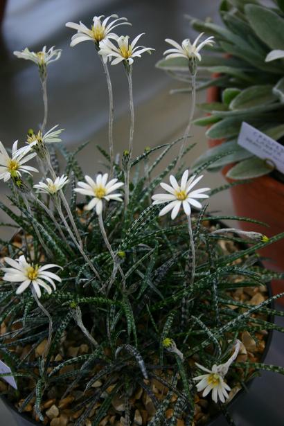 Celmisia gracilenta 