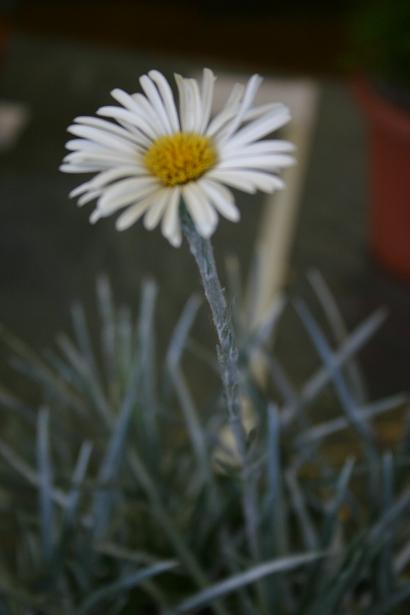 Celmisia longifolia 