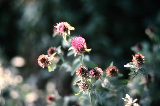 Centaurea nemoralis 