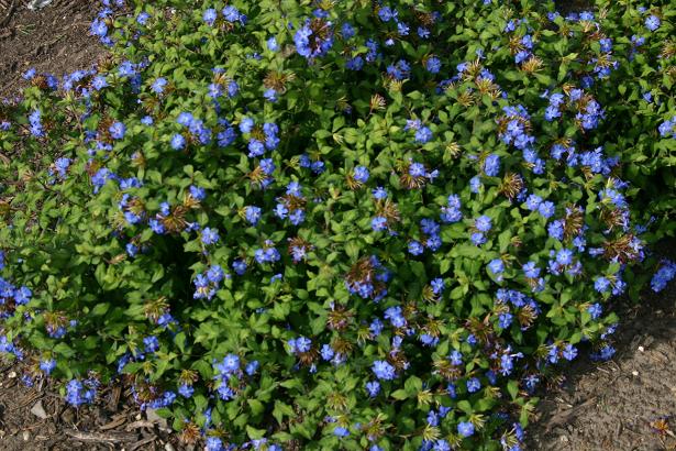 Ceratostigma willmottianum 'Lice' 