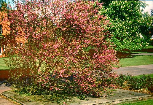 Cercis siliquastrum 