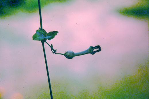 Ceropegia bulbosa 