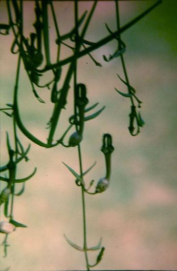 Ceropegia debilis 