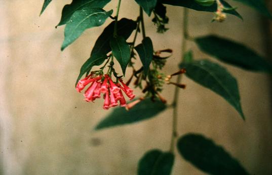 Cestrum elegans 