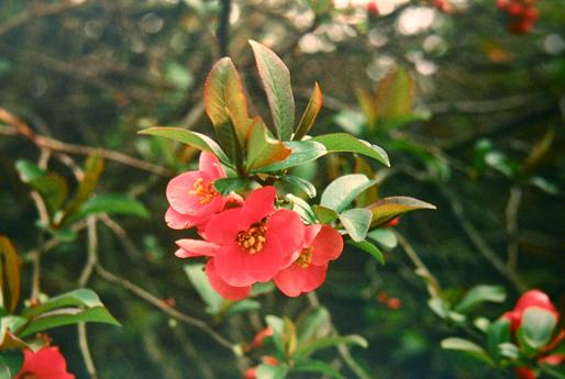 Chaenomeles speciosa 