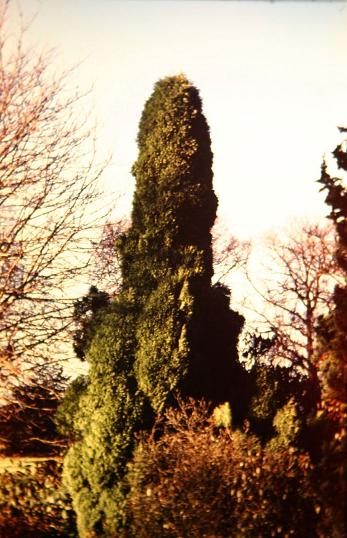 Chamaecyparis lawsoniana 'Buttelii' 