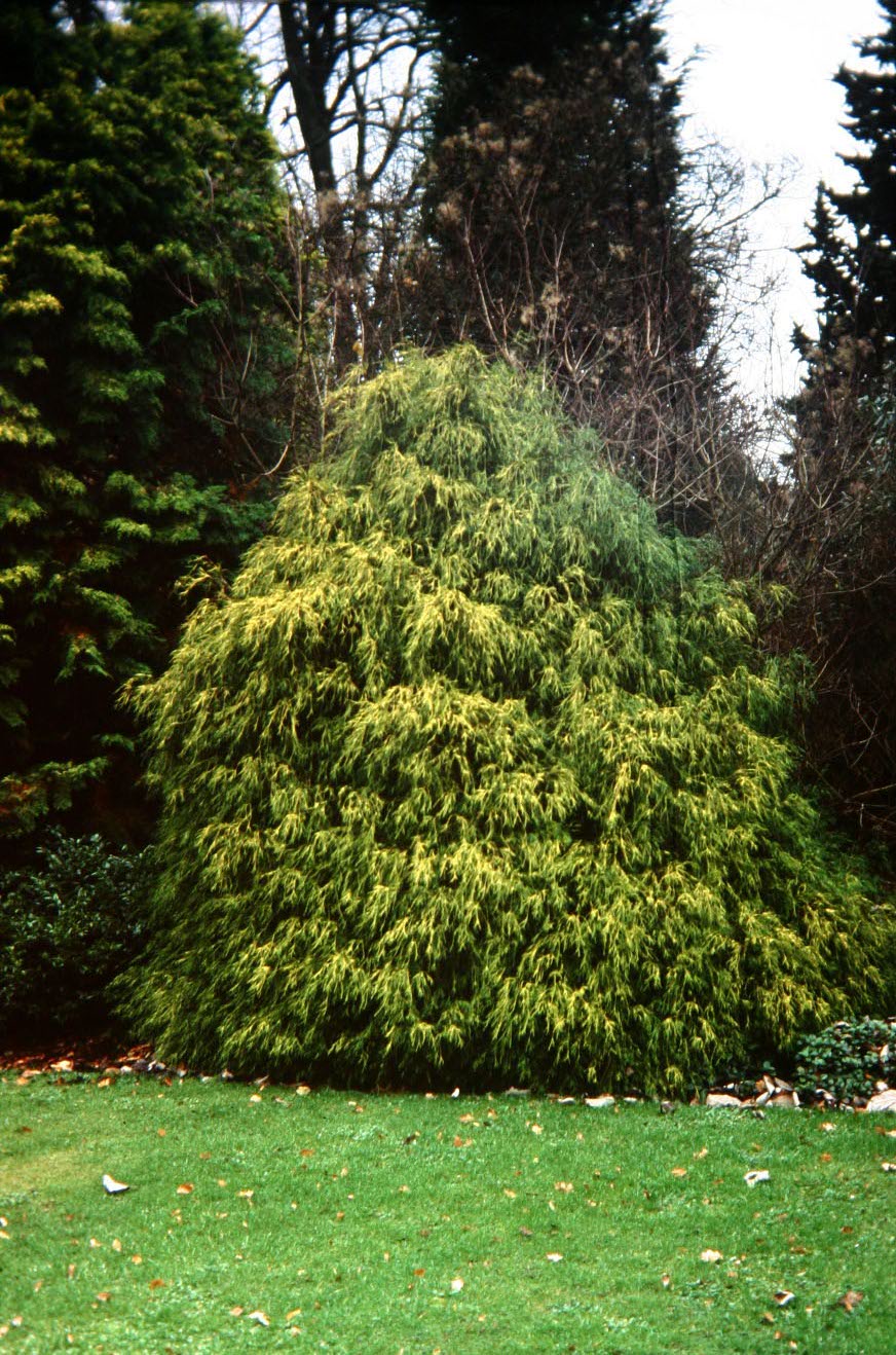 Chamaecyparis lawsoniana 'Filifera Aurea' 